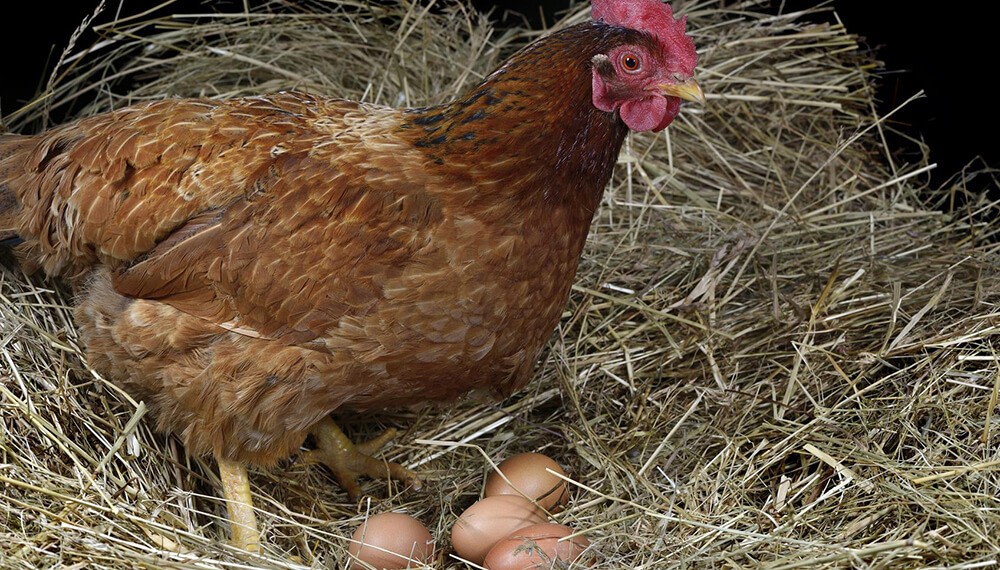 Desarrollo del INTA: un sistema modular para producir huevos de gallinas libres de jaula