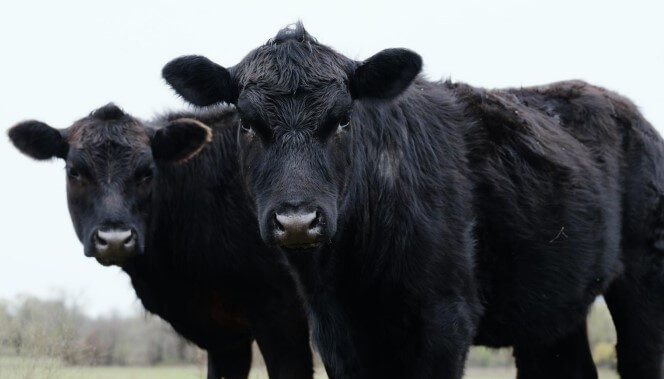 Con menos disponibilidad de hacienda liviana, la faena bovina pegó un retroceso en julio