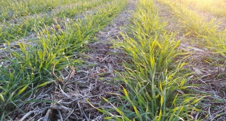 Zona núcleo: avanza el ciclo del trigo y, por La Niña, aumenta su mala condición