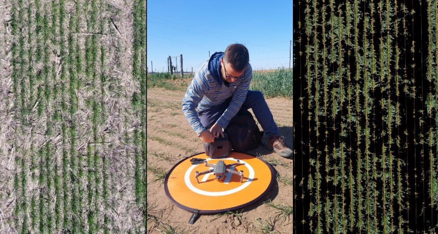 Trigo: un estudio con drones determinó cuánto rinde se pierde ante la falta de plantas 