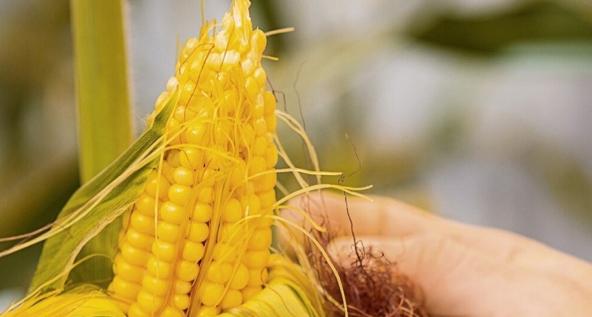 En octubre, Argentina tendrá su primer Congreso Internacional de Maíz