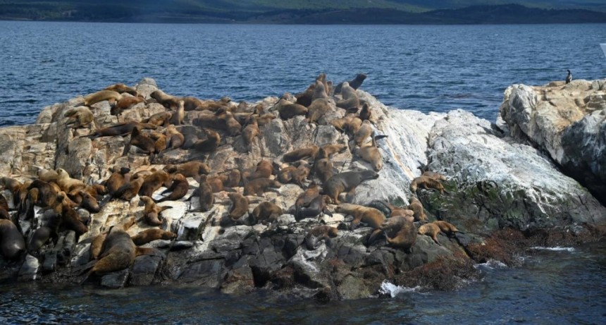 Gripe aviar: lobos marinos muertos en Tierra del Fuego, el primer caso positivo en mamíferos