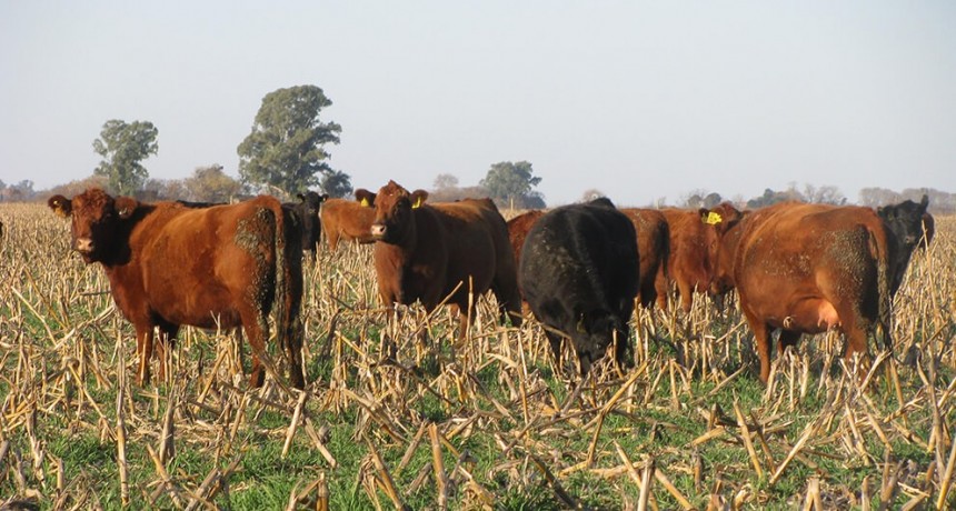La nueva hoja de ruta de la carne: la mirada de cuatro analistas tras los “sacudones” de precios