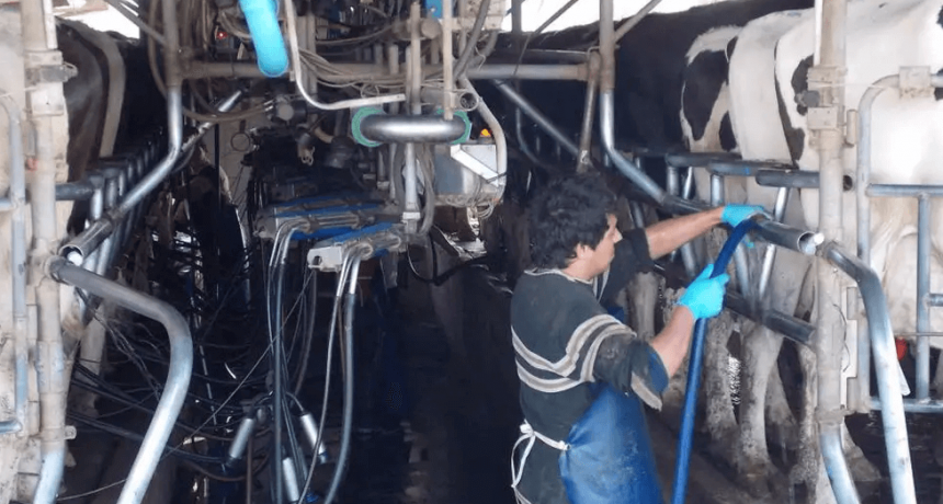 Pese a la sequía y la crisis, los tambos sorprenden con una producción estable