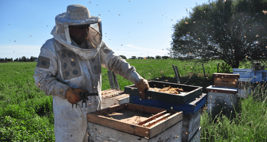 Destinan $ 1.500 millones a fortalecer la apicultura en Argentina