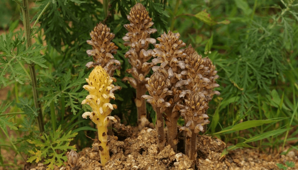 El girasol argentino teme por la aparición de una maleza parásita en Bolivia: la “Orobanche cumana”