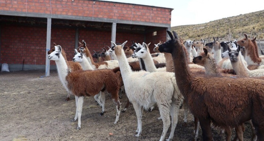 Hallazgo de la ciencia argentina: nanoanticuerpos de las llamas podrían ser una solución ante el Covid