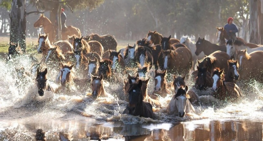 Criar caballos, un sentimiento: “A diferencia de otras ganaderías, con este animal hay que ser un equipo”