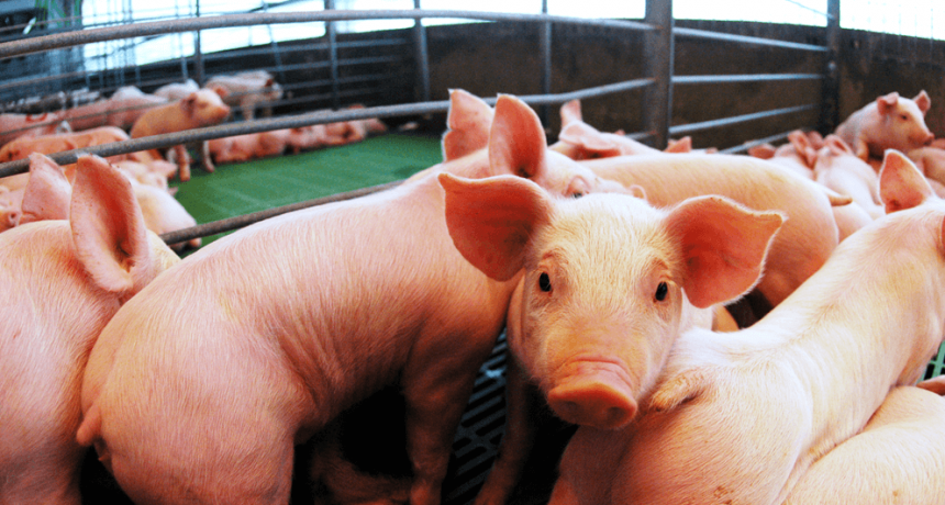 Ya es oficial: el decreto de Milei que rebaja y elimina retenciones para carnes y lácteos