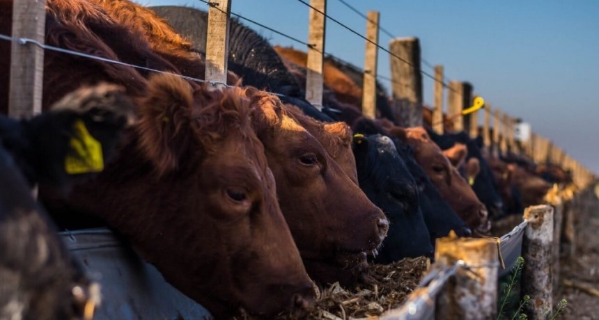 Los feedlots, entre un cambio de tendencia y una relación de precios que vuelve a desmejorar