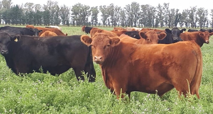 “Es un absurdo”: la trazabilidad individual obligatoria de los bovinos continúa generando rechazos