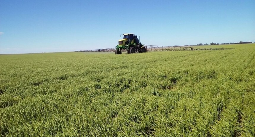 Fungicidas: claves para saber distinguir entre una falla de aplicación y una resistencia