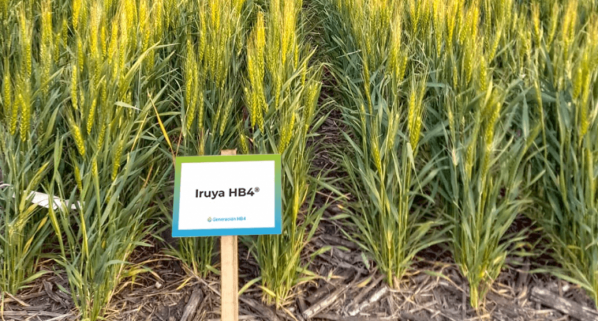 El Trigo HB4 logró la aprobación del USDA y se podrá sembrar también en Estados Unidos