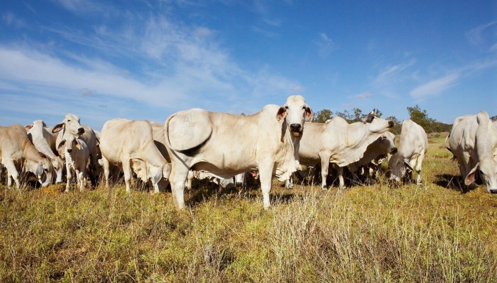 Los Brahman, con el “norte” en resurgir: en 6 años se duplicó la cantidad de cabañas de la raza