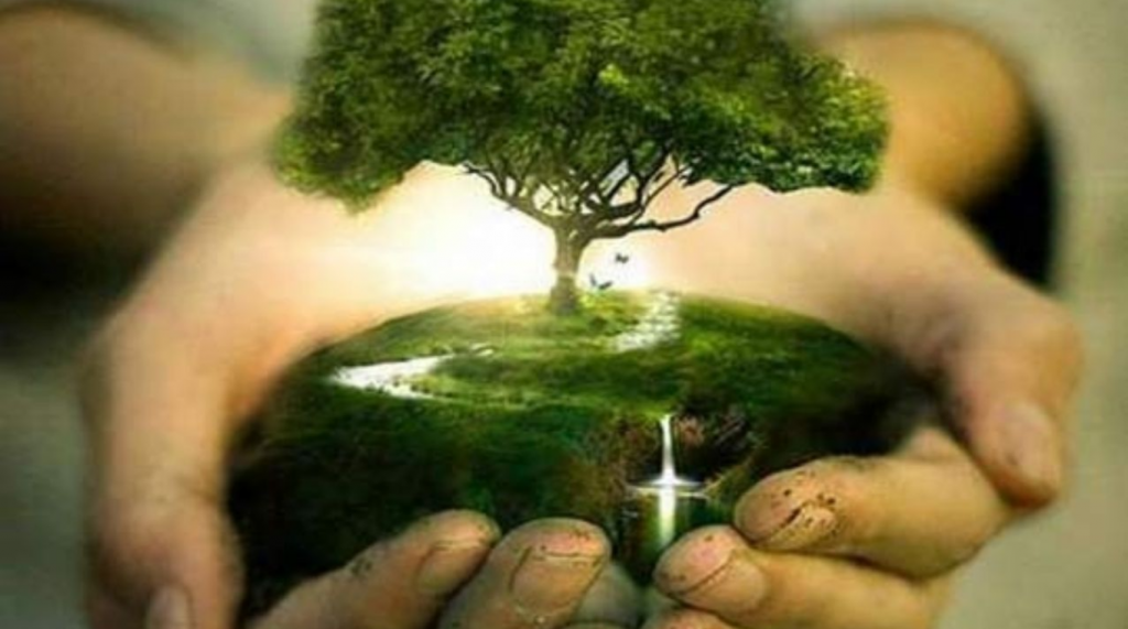 29 de Agosto – Día del Árbol: la vida que se resiste al progreso
