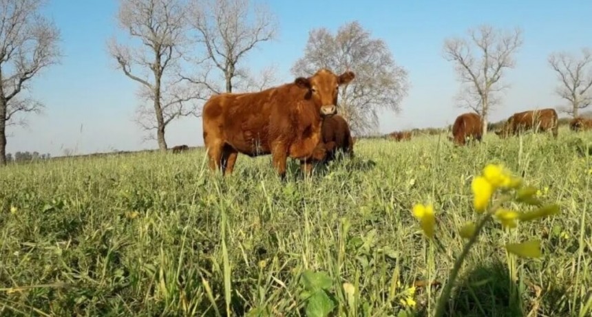 El desafío ganadero 2025: sostener la alta oferta de carne, pero sin descuidar el stock