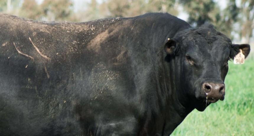 En plena época de remates, pagaron un millonada por un toro en La Pampa