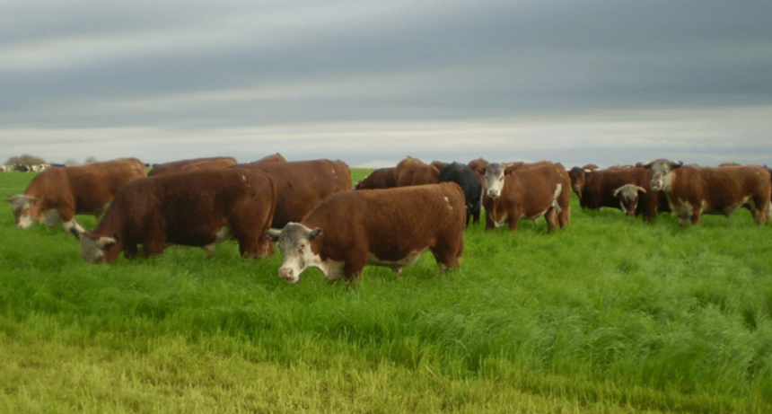 Carne vacuna: con una proyección de mercado bien abastecido, ¿qué pasa con las exportaciones?