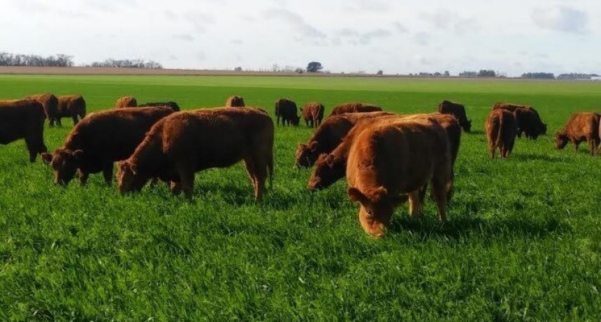 Cepo a las importaciones: razas ganaderas piden que no se ponga un freno al desarrollo genético