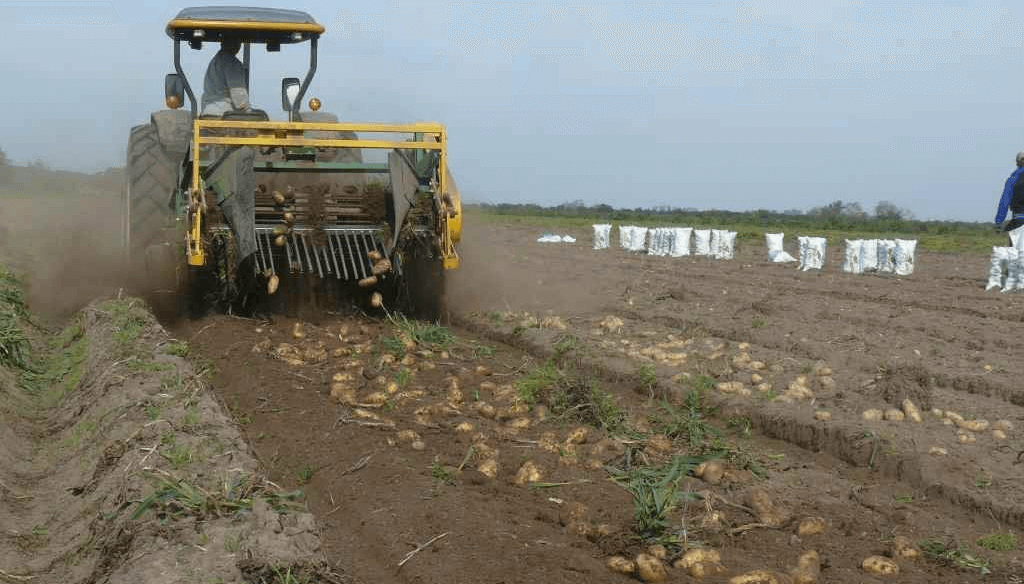 Carne con puré: en Mechongué, la papa agrega valor en un esquema mixto de producción