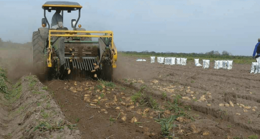 Carne con pur&eacute;: en Mechongu&eacute;, la papa agrega valor en un esquema mixto de producci&oacute;n