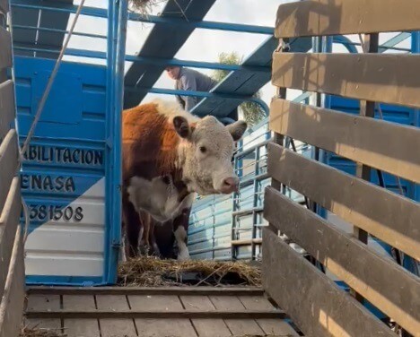 En Palermo, ocho terneras de Necochea abrieron las tranqueras de la semana del Centenario Hereford