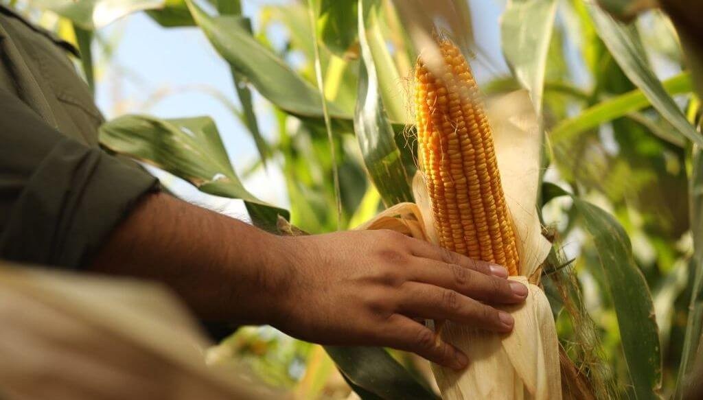 En la dieta del maíz, una mayor dosis de nitrógeno, fósforo y azufre puede sumar 3.900 kilos