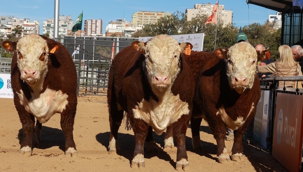 Entre Los Cedros y en el Cerro de la Cruz, pastan grandes campeones Hereford