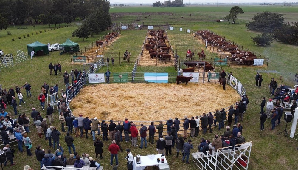 Dos décadas produciendo bovinos de elite: en Olavarría, La Camila alimenta la genética Hereford