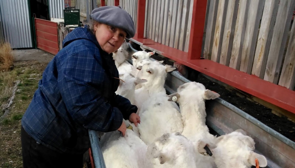 Nació en la ciudad, pero se enamoró del campo y hoy hasta insemina ovejas: “En el fondo, estás creando vida”