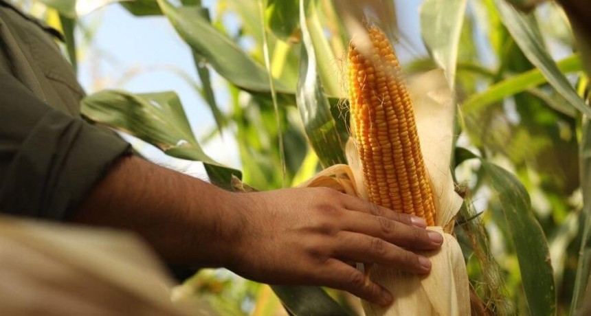En la dieta del maíz, una mayor dosis de nitrógeno, fósforo y azufre puede sumar 3.900 kilos