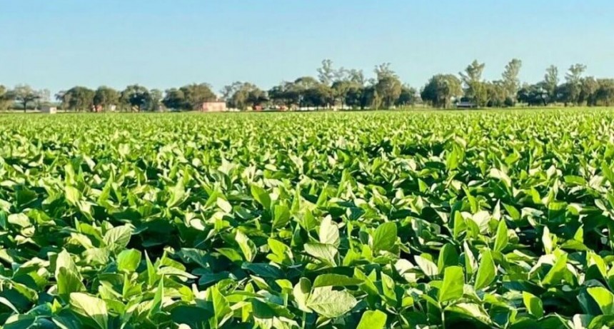 Proyectan una suba “histórica” en la siembra de soja: sería la más grande en siete años