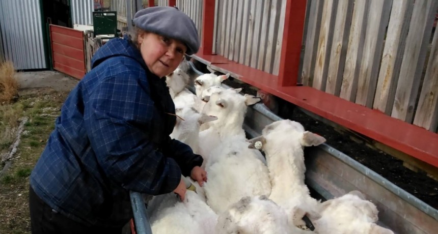 Nació en la ciudad, pero se enamoró del campo y hoy hasta insemina ovejas: “En el fondo, estás creando vida”