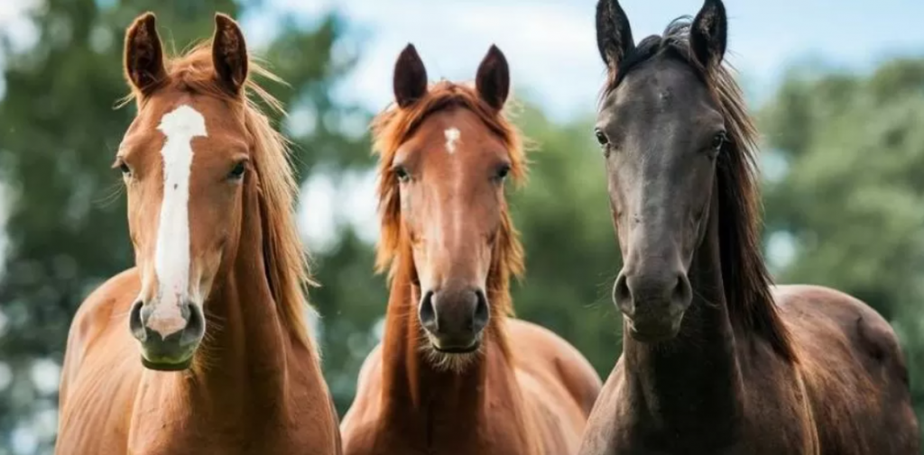 Caballo: memoria, poesía y compañero de nuestra historia