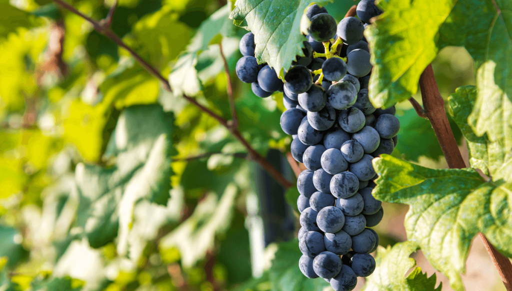 Tanto tintas como blancas: las variedades “raras” que renuevan la vitivinicultura argentina