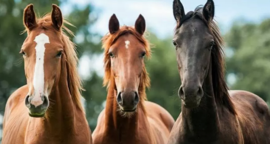 Caballo: memoria, poesía y compañero de nuestra historia