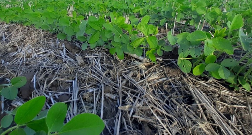La soja cede margen neto en campo alquilado, mientras el maíz se fortalece