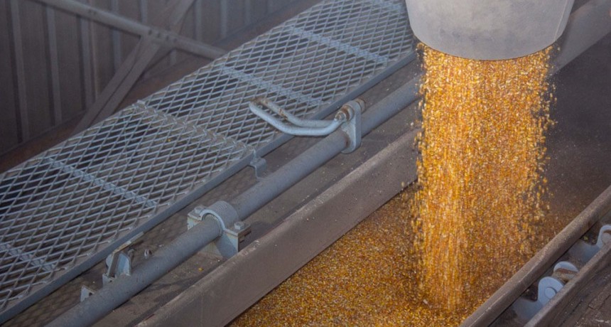 Maíz: cubierto el saldo exportable, solo se despachará lo adquirido por los exportadores