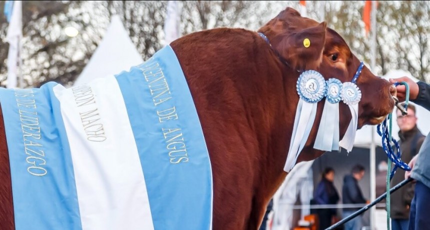 Sin expo de Palermo, eligieron a un referente en Tandil: el “Gran Campeón de la Primavera” Angus