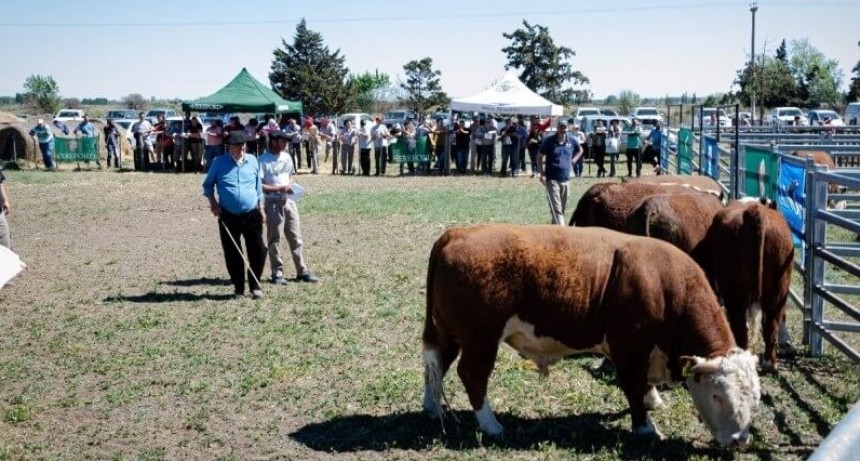 Los reproductores, un negocio que no para de crecer mientras el mercado interno está planchado