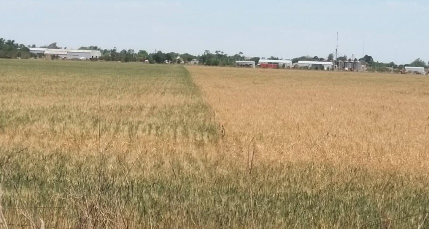 El 90% de los productores está entre “mal” y “muy mal” por la sequía