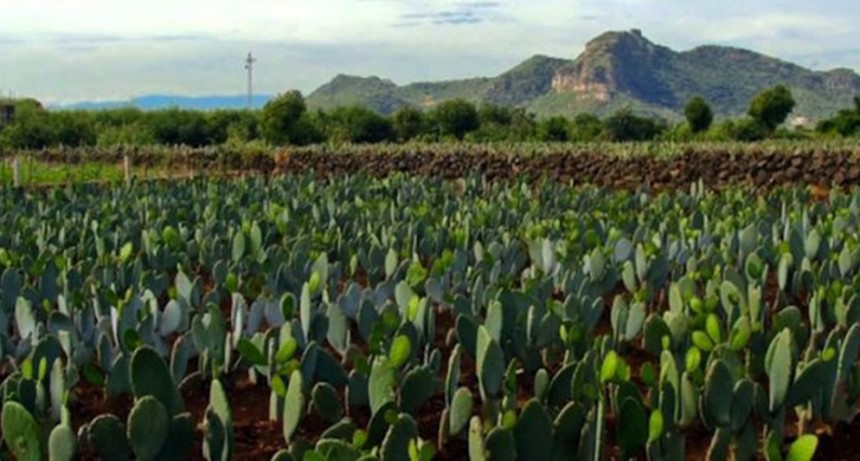 Tuna: el cultivo multipropósito que busca su norte en Argentina