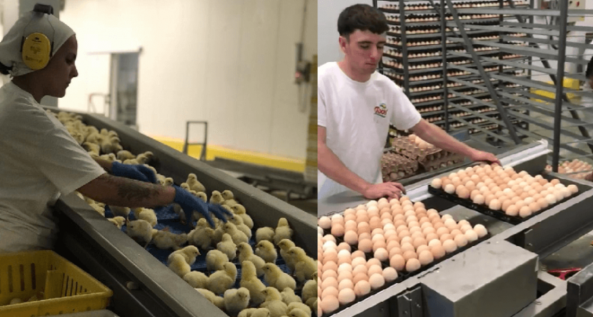 Producción avícola: un día en una planta productora de huevos y pollos híper tecnológica en Entre Ríos