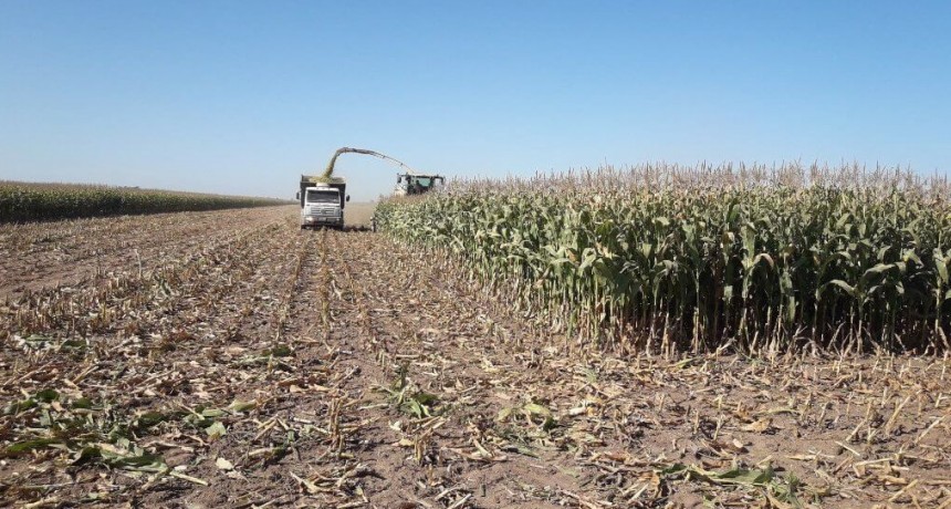 Silaje de maíz: claves para promover la planta entera y lograr hasta 50% más de rendimiento energético