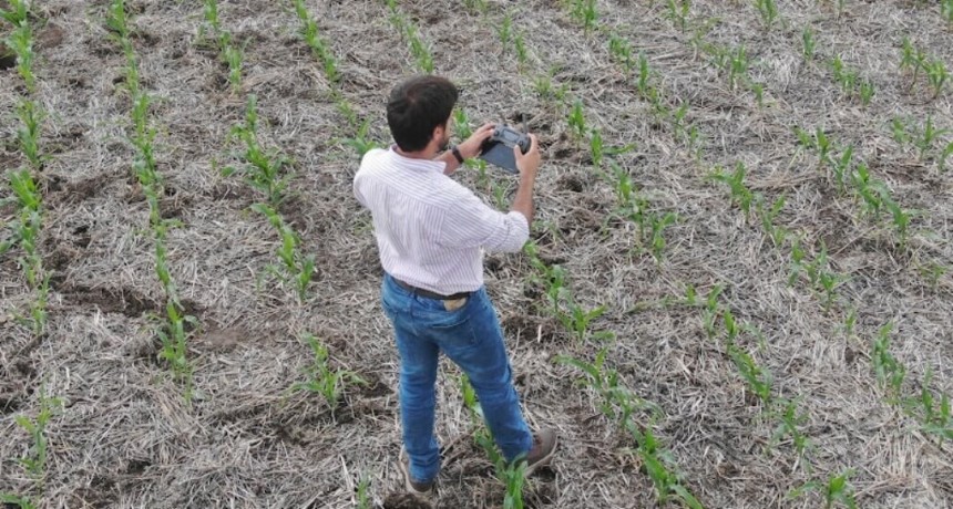 Maíz: relevó 35.000 hectáreas con drones y cuenta los secretos para potenciar los rindes desde la siembra