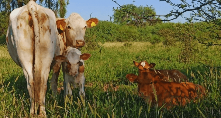 Eficiencia reproductiva: cómo obtener un ternero por vaca al año en zonas áridas y semiáridas