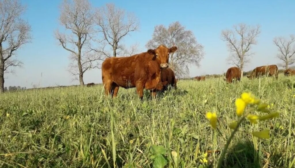 Confirman que “regenerar el campo” es el principio básico para aumentar rindes