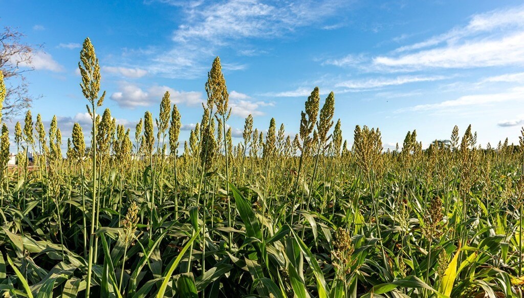 “El sorgo escobero”, un cultivo histórico de la Argentina relacionado con la celebración de Halloween