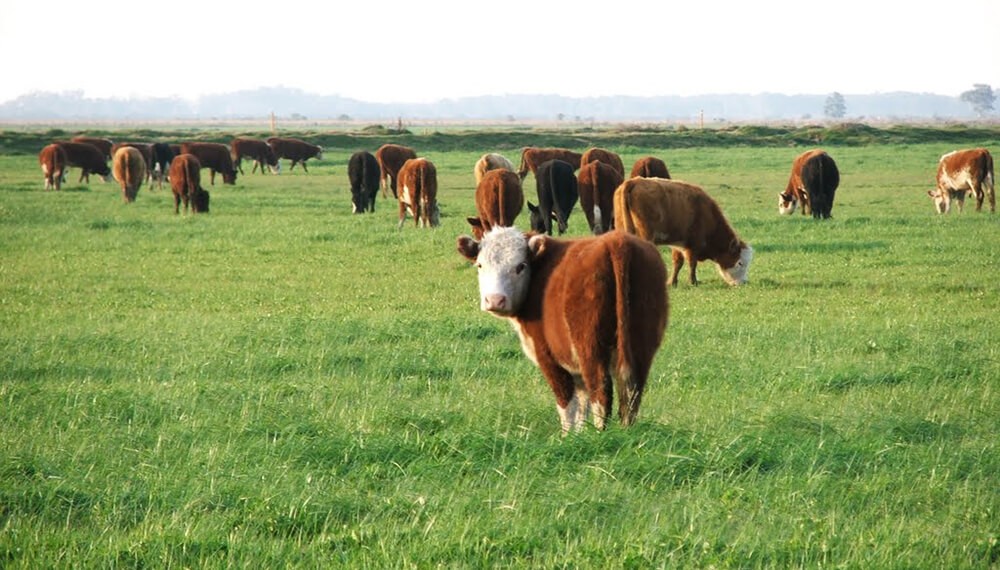 Doble beneficio: las lluvias alejaron temores por La Niña e impulsaron la recría