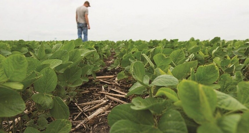 La soja y La Niña: ¿sembrar temprano o esperar la recarga del perfil?